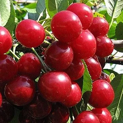 Вишня ГЛУБОКСКАЯ  Вишня ГЛУБОКСКАЯ в Владивостоке