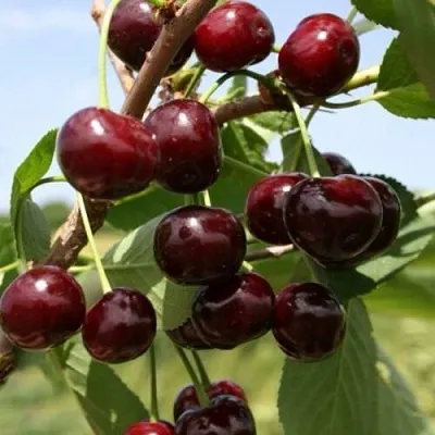 Вишня ГРИОТ БЕЛОРУССКИЙ  Вишня ГРИОТ БЕЛОРУССКИЙ в Владивостоке