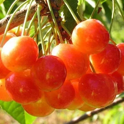 Черешня СОПЕРНИЦА  Черешня СОПЕРНИЦА в Владивостоке