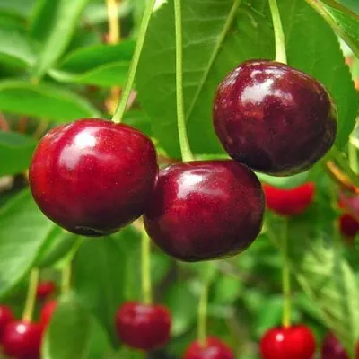 Вишня УЙФЕХЕРТОЙ ФЮРТОШ  Вишня УЙФЕХЕРТОЙ ФЮРТОШ в Владивостоке