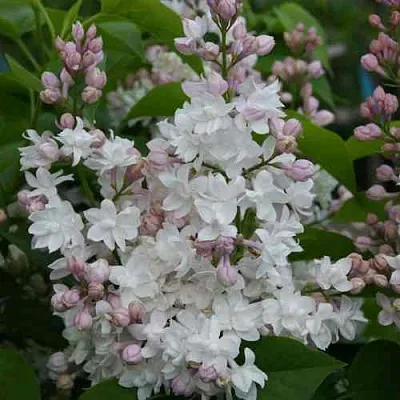 Сирень КРАСАВИЦА МОСКВЫ  Сирень КРАСАВИЦА МОСКВЫ в Владивостоке