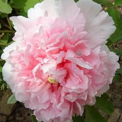 Пион БУКЕТ РОЗОВЫХ ГВОЗДИК древовидный в Владивостоке