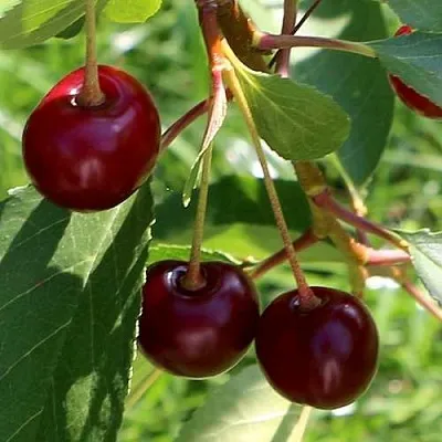 Дюк НАДЕЖДА  Дюк НАДЕЖДА в Владивостоке