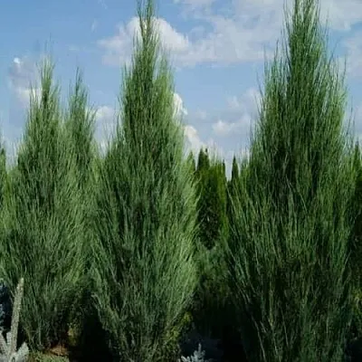 Можжевельник СКАЙРОКЕТ скальный в Владивостоке