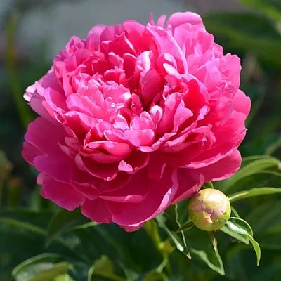 Пион БУШЕЛА травянистый  Пион БУШЕЛА травянистый в Владивостоке