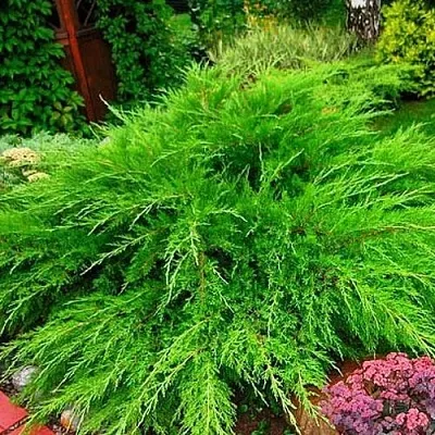 Можжевельник средний Mint Julep (МИНТ ДЖУЛЕП) в Владивостоке