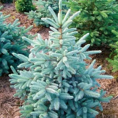 Ель КЕЙБАБ колючая в Владивостоке