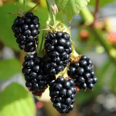 Саженцы ежевики Саженцы ежевики