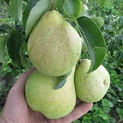 Груша КУДЕСНИЦА  Груша КУДЕСНИЦА в Владивостоке