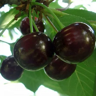 Дюк КСЕНИЯ (ЧЕРЕВИШНЯ)  Дюк КСЕНИЯ (ЧЕРЕВИШНЯ) в Владивостоке