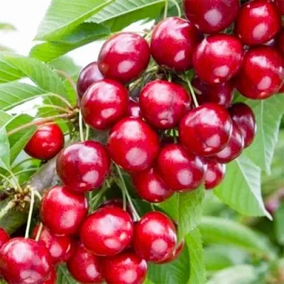 Вишня МАЛЮТКА колонновидная  Вишня МАЛЮТКА колонновидная в Владивостоке