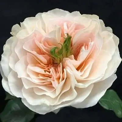 Саженцы роз ЧАРИТИ английская  Саженцы роз ЧАРИТИ английская в Владивостоке