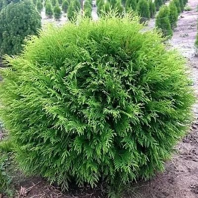 Туя ЛИТЛ ЧЕМПИОН западная  Туя ЛИТЛ ЧЕМПИОН западная в Владивостоке