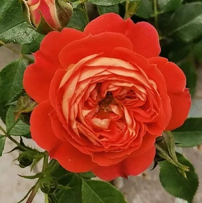 Саженцы роз СТАРЛЕТ РОУЗ КАРМЕН плетистая  Саженцы роз СТАРЛЕТ РОУЗ КАРМЕН плетистая в Владивостоке