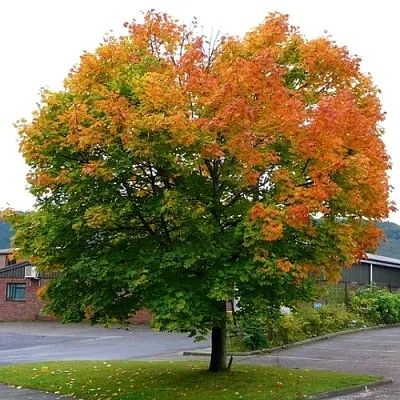 Клен остролистный  Клен остролистный в Владивостоке