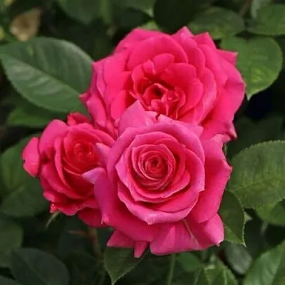 Саженцы роз ЛАВ ЛЕТТЕР флорибунда  Саженцы роз ЛАВ ЛЕТТЕР флорибунда в Владивостоке