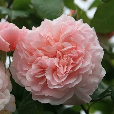 Саженцы роз РОЗ ДЕ ТОЛБИАК плетистая  Саженцы роз РОЗ ДЕ ТОЛБИАК плетистая в Владивостоке