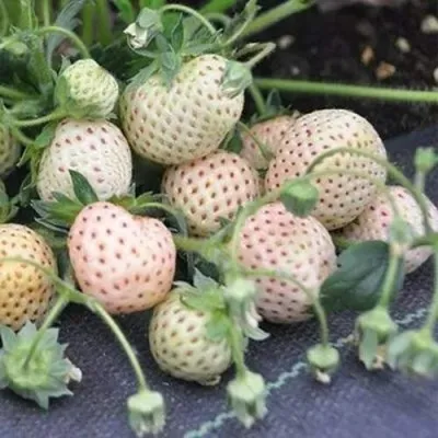 Клубника АНАНАСА ремонтантная — описание сорта Клубника АНАНАСА ремонтантная в Владивостоке