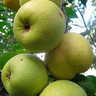 Груша РОГНЕДА  Груша РОГНЕДА в Владивостоке