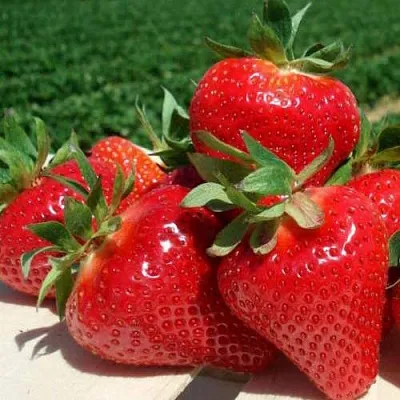 Клубника ДЖОЛИ  Клубника ДЖОЛИ в Владивостоке