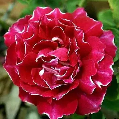 Саженцы роз БАРОН ЖИРО ДЕ ЛЕН ремонтантная в Владивостоке