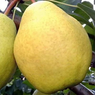 Груша ОСЕННИЙ ВЕЛИКАН  Груша ОСЕННИЙ ВЕЛИКАН в Владивостоке