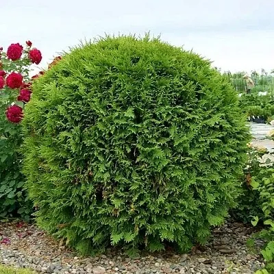 Туя ВУДВАРДИ западная  Туя ВУДВАРДИ западная в Владивостоке