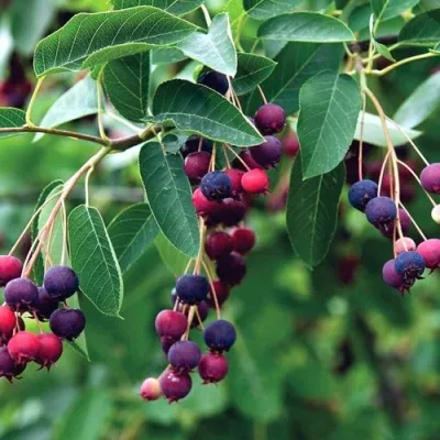 Ирга ЛАМАРКА в Владивостоке