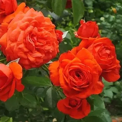 Саженцы роз МАЙНТАУЭР плетистая  Саженцы роз МАЙНТАУЭР плетистая в Владивостоке