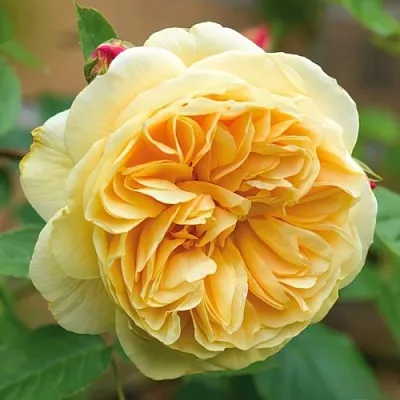 Саженцы роз ТИЗИНГ ДЖОРДЖИЯ английская  Саженцы роз ТИЗИНГ ДЖОРДЖИЯ английская в Владивостоке