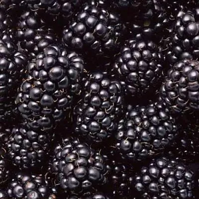 Ежевика ОРКАН бесшипная  Ежевика ОРКАН бесшипная в Владивостоке