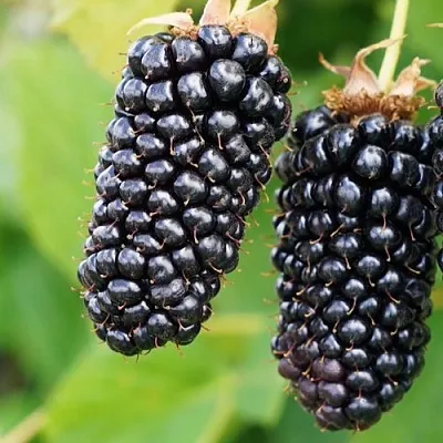 Ежевика КОЛАМБИЯ ГИГАНТ бесшипная  Ежевика КОЛАМБИЯ ГИГАНТ бесшипная в Владивостоке