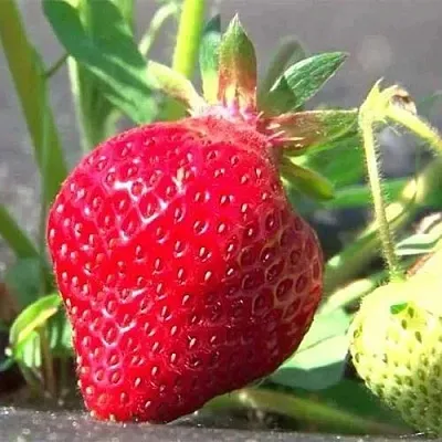 Клубника ХОНЕЙ  Клубника ХОНЕЙ в Владивостоке