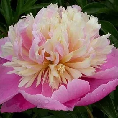 Пион ВЕСЕННЯЯ ПАЛИТРА травянистый  Пион ВЕСЕННЯЯ ПАЛИТРА травянистый в Владивостоке