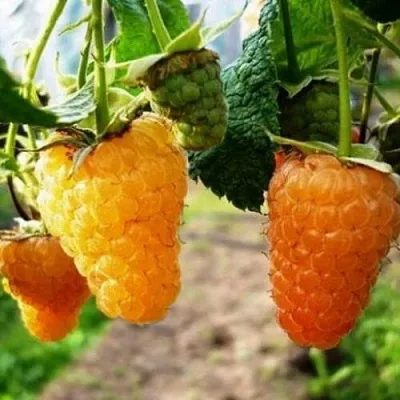 Малина ОРАНЖЕВОЕ ЧУДО  Малина ОРАНЖЕВОЕ ЧУДО в Владивостоке