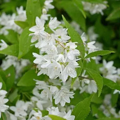 Дейция шершавая  Дейция шершавая в Владивостоке