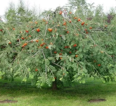 Рябина ПЛАКУЧАЯ сладкоплодная — описание сорта Рябина ПЛАКУЧАЯ сладкоплодная в Владивостоке