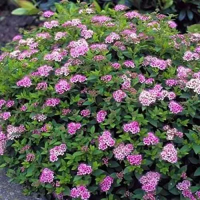 Спирея ЛИТЛ ПРИНЦЕСС японская  Спирея ЛИТЛ ПРИНЦЕСС японская в Владивостоке