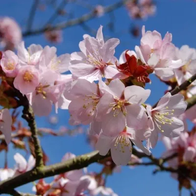 Вишня РАНЧО САРЖЕНТА в Владивостоке
