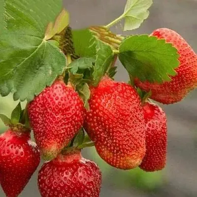 Клубника АЗИЯ  Клубника АЗИЯ в Владивостоке