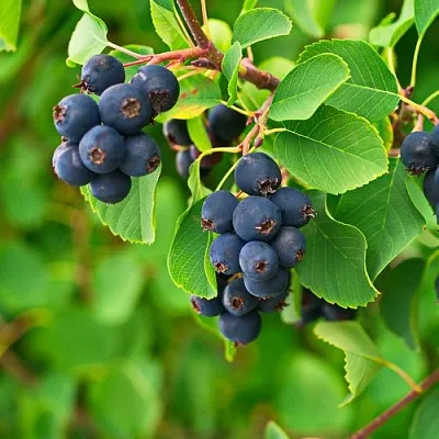 Ирга КОЛОСИСТАЯ в Владивостоке