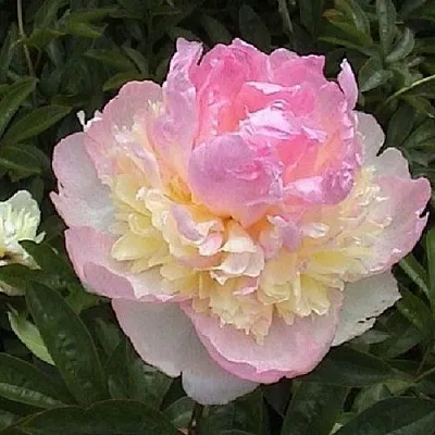 Пион РАСБЕРРИ САНДЕЙ травянистый  Пион РАСБЕРРИ САНДЕЙ травянистый в Владивостоке