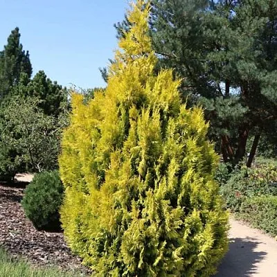 Туя СТОУНХАМ ГОЛД складчатая  Туя СТОУНХАМ ГОЛД складчатая в Владивостоке