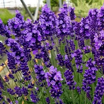 Лаванда ХИДКОТ БЛЮ узколистная  Лаванда ХИДКОТ БЛЮ узколистная в Владивостоке