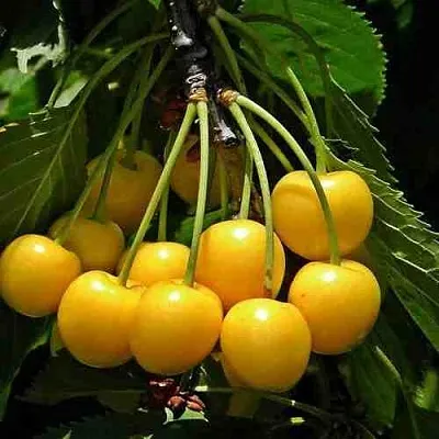 Черешня ЧЕРМАШНАЯ  Черешня ЧЕРМАШНАЯ в Владивостоке