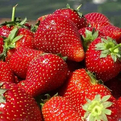 Клубника ПИРЧИНКЬЮ  Клубника ПИРЧИНКЬЮ в Владивостоке