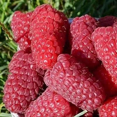 Малина САМОСВАЛ  Малина САМОСВАЛ в Владивостоке