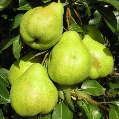 Груша АВГУСТОВСКАЯ РОСА — описание сорта Груша АВГУСТОВСКАЯ РОСА в Владивостоке