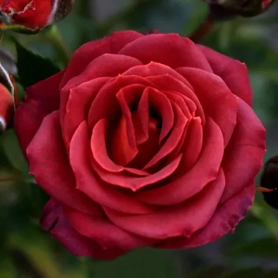 Саженцы роз ЧОКОЧИНО спрей  Саженцы роз ЧОКОЧИНО спрей в Владивостоке