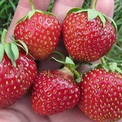 Клубника ВИМА ЗАНТА  Клубника ВИМА ЗАНТА в Владивостоке